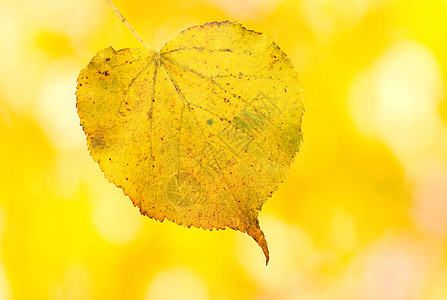 秋天美丽的金叶树木公园季节叶子植物橡木阳光橙子生长森林图片