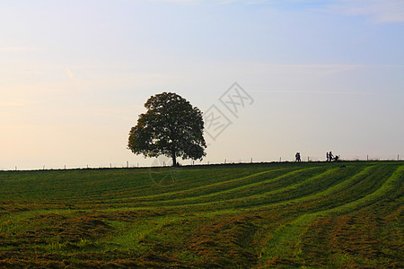 生长树木的长林草原土地场景叶子农村风景生态孤独季节地平线阳光图片