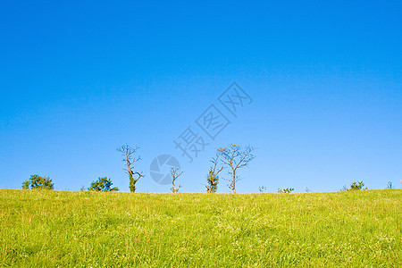 生长树木的长林草原木头生态土地孤独风景场景天空蓝色场地叶子图片