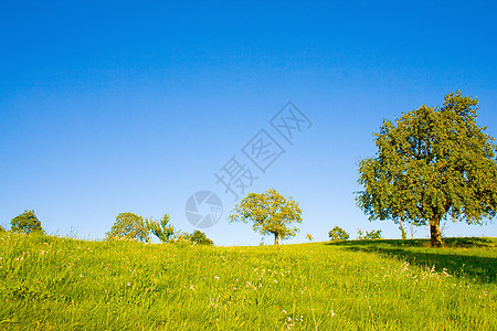 生长树木的长林草原天空环境风景生态农业叶子场地蓝色牧场土地图片