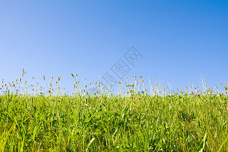 草坪蓝色土地植物农村牧场生长地平线国家场地风景图片