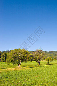 生长树木的长林草原叶子季节地平线场景天空风景环境木头孤独阳光图片