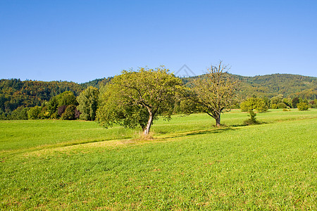 生长树木的长林草原晴天木头季节牧场孤独植物国家土地蓝色环境图片