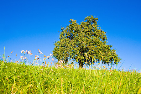 生长树木的长林草原天空场地叶子土地季节蓝色牧场太阳农业晴天图片