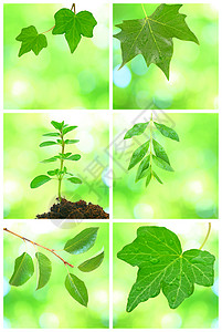 格伦树叶的拼凑生活晴天雨滴生态花园阳光树叶拼贴画生长植物图片