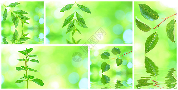 格伦树叶的拼凑生活阳光拼贴画热带植物群环境反射森林框架植物学图片