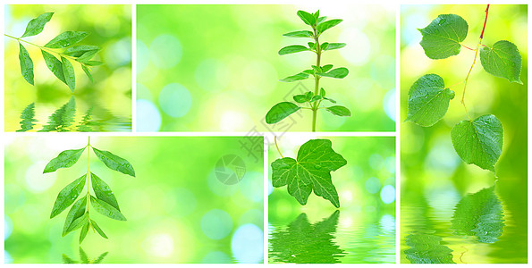 格伦树叶的拼凑植物学阳光晴天拼贴画树叶框架植物群植物宏观生态图片