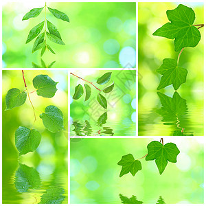 格伦树叶的拼凑花园生长生态植物雨滴森林宏观热带晴天反射图片