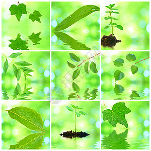 格伦树叶的拼凑晴天树叶阳光宏观生活植物群环境生长雨滴反射图片