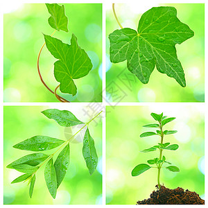 春天的甘蓝叶群聚反射热带雨滴树叶生活生态植物群框架环境晴天图片