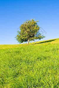 生长树木的长林草原地平线生态风景阳光天空农村牧场孤独植物叶子图片
