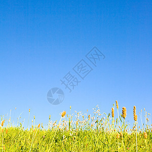 草坪场地生长环境牧场蓝色地平线植物国家天空农村图片