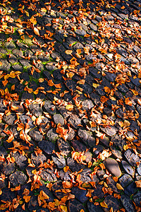 秋季红色季节棕色绿色叶子森林橙子风景植物树木图片