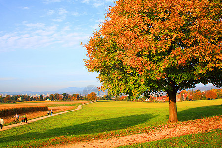 秋季环境树叶花园公园场景森林黄色季节树木风景图片