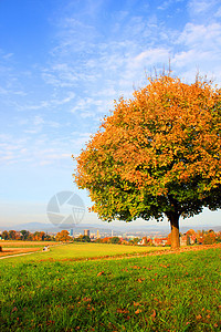 秋季橙子风景森林叶子植物树叶场景红色树木棕色图片