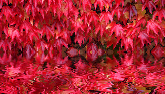 秋季风景森林橙子场景棕色黄色季节性植物红色环境图片