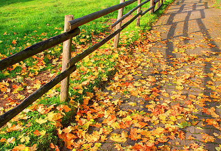 秋季树叶黄色季节性树木场景棕色公园森林花园叶子图片