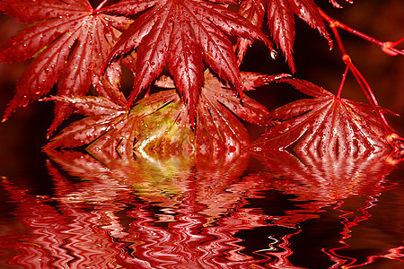 秋季树木森林绿色季节棕色分支机构花园红色叶子橙子图片