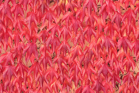 秋季季节性棕色树叶风景植物绿色树木黄色分支机构红色图片