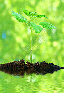 春季春天环境晴天花园植物植物群生活森林雨滴热带生长图片