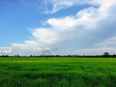 大稻田地貌绿色森林植物蓝色农民天空农场叶子花园场地图片