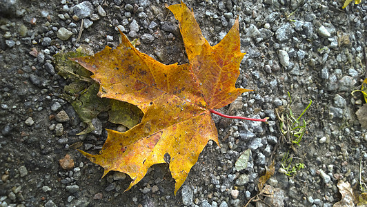 秋叶叶碎石黄色叶子橙子石头背景图片