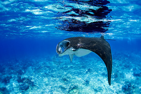 曼塔雷潜点荒野翅膀海洋浮游蓝色旅行射线飞行生物图片