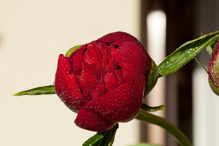 雨后鲜花芽时间明信片庆典问候语雨滴植物花园紫色卡片树叶图片