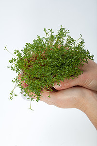 在白色背景上孤立的手中新鲜的晶体水芹饮食温室森林芳香食欲香气草本植物植物叶子图片
