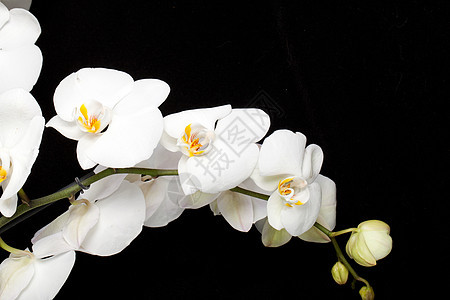 白色兰花 在黑色上隔离花瓣橙子黄色粉色静物婚礼植物群花束周年植物图片
