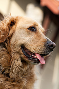 美丽的金色寻金器肖像伴侣动物猎犬哺乳动物饲养员衣领朋友程序长发回收器图片