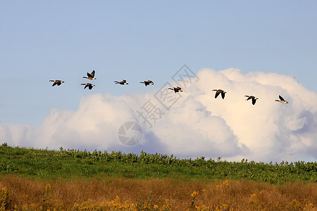 加拿大在飞行中的鹅团体蓝色航班场地鸟类天空乡村游戏移民黑雁图片