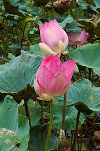 公园里闪亮的莲花莲花状植物花园荷花软垫植物学异国叶子生物学花萼图片