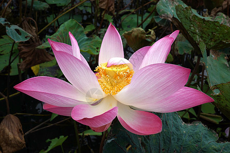 公园里闪亮的莲花花园生物学异国植物学风化核桃属灌木叶子植物软垫图片