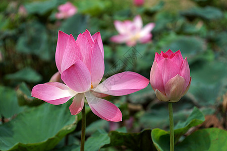 公园里闪亮的莲花核桃属植物软垫情调灌木生物学百合花瓣荷花叶子图片