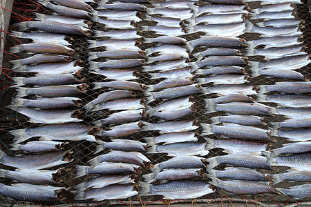 光头短壳鱼干鱼鲻鱼海鲜眼睛镀金头食物灰色白色钓鱼图片