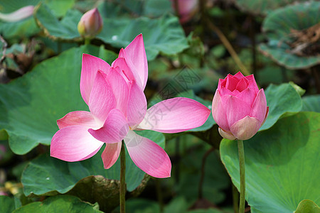 开花莲花灌木百合花瓣风化生物学情调核桃属莲花状花园软垫图片