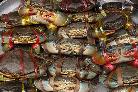 标定的泥蟹市场沿海动物群销售美食红树生物动物青蛙甲壳图片