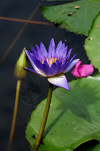 在花园池塘中的水里荷花野花绿色叶子粉色植物群水池花园百合反射图片