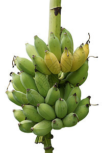生的和成熟的香蕉保健饮食食物水果宏观团体早餐热带黄色营养图片