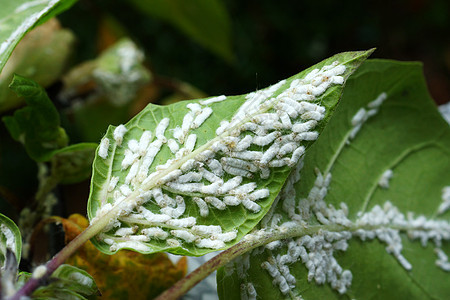 在叶子下面的米虫害虫粉虱野生动物宏观荒野花园绿色果园昆虫园艺背景图片