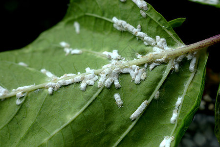 在叶子下面的米虫园艺粉虱野生动物害虫果园昆虫花园荒野绿色宏观背景图片