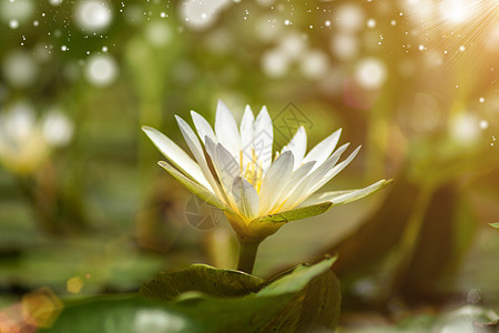 清晨阳光明媚的白水百合叶子花园季节植物热带宏观美丽池塘反射植物群图片