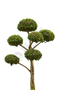 白背景的Bonsai树边视图背景图片