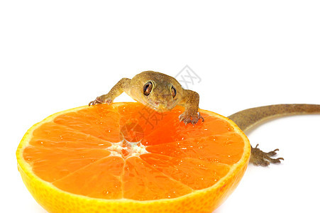 蜥蜴吃橙汁尾巴爬虫宏观橙子壁虎野生动物沙漠荒野棕色白色图片