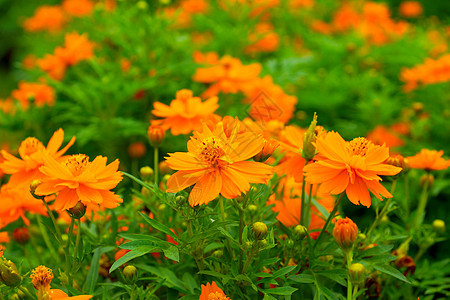 橙色宇宙花朵金子叶子橙子场地花园公园香水雏菊快乐草地图片