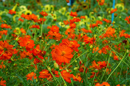 橙色宇宙花朵植物群阳光公园场地快乐植物雌蕊烹饪金子香水图片