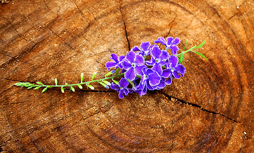 的 Duranta 立体紫色花瓣生长植物笔记异国明信片情调绿色植物学叶子图片