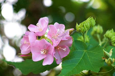 粉红多姆贝亚花前Harv  Son场景白色紫色场地墙纸叶子花园草地植物群美丽图片