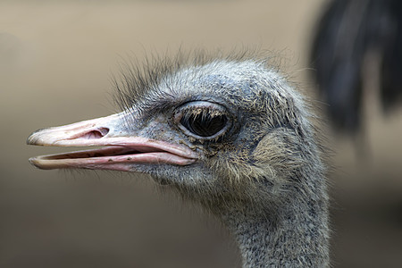 共同的平胸鸟鸟动物鹤科家庭动物群鸵鸟图片